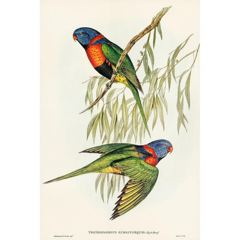 Red-collared Lorikeet-Trichoglossus rubritorquis Black Modern Wood Framed Art Print with Double Matting by Gould, John