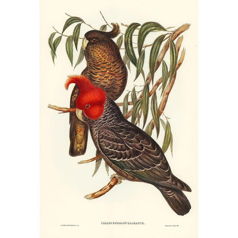 Gang-gang Cockatoo-Callocephalon galeatum Black Modern Wood Framed Art Print with Double Matting by Gould, John