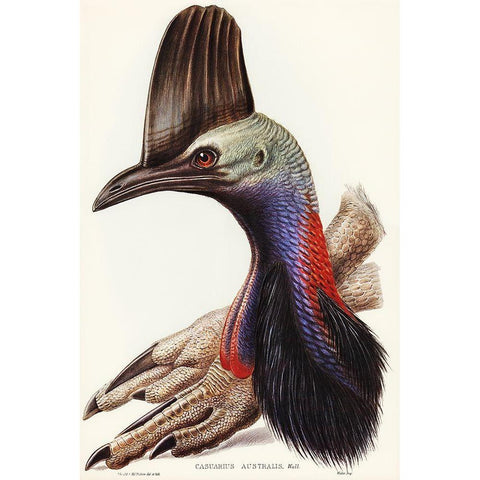 Australian Cassowary-Casuarius australis Black Modern Wood Framed Art Print with Double Matting by Gould, John