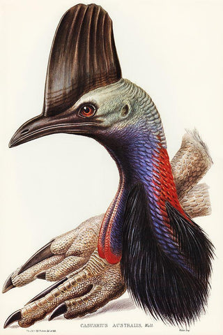 Australian Cassowary-Casuarius australis White Modern Wood Framed Art Print with Double Matting by Gould, John