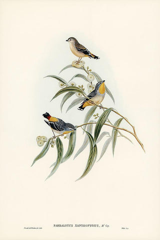 Yellow-rumped Pardalote-Pardalotus xanthopygius Black Ornate Wood Framed Art Print with Double Matting by Gould, John