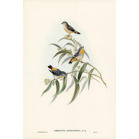 Yellow-rumped Pardalote-Pardalotus xanthopygius Black Modern Wood Framed Art Print with Double Matting by Gould, John