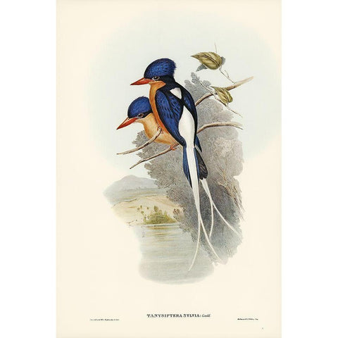 White-tailed Tanysiptera-Tanysiptera Sylvia Black Modern Wood Framed Art Print with Double Matting by Gould, John