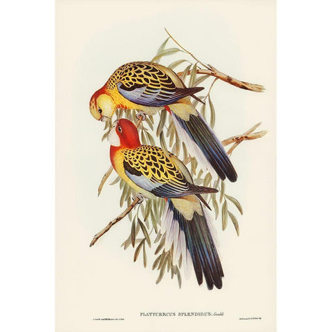 Splendid Parakeet-Platycercus splendidus Gold Ornate Wood Framed Art Print with Double Matting by Gould, John