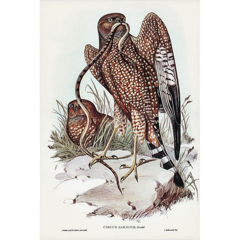 Square-tailed kite-Circus jardinii Gold Ornate Wood Framed Art Print with Double Matting by Gould, John