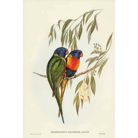 Swainsons Lorikeet-Trichoglossus Swainsonii White Modern Wood Framed Art Print by Gould, John