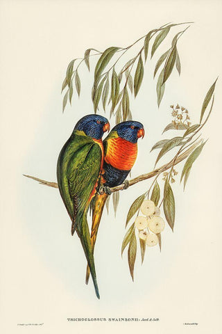 Swainsons Lorikeet-Trichoglossus Swainsonii White Modern Wood Framed Art Print with Double Matting by Gould, John