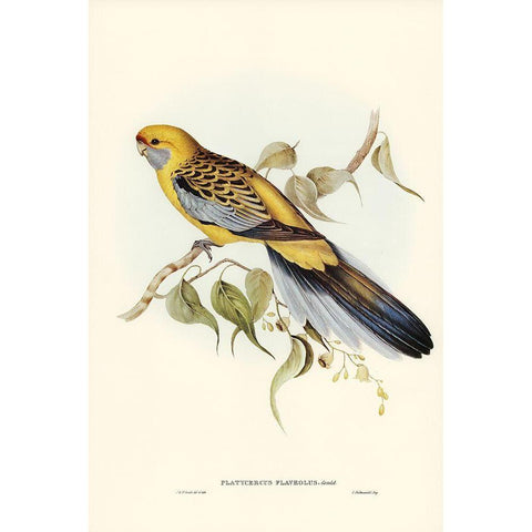 Yellow-rumped Parakeet-Platycercus flaveolus White Modern Wood Framed Art Print by Gould, John