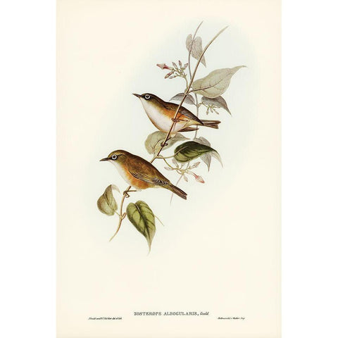 White-breasted Zosterops-Zosterops albogularis Gold Ornate Wood Framed Art Print with Double Matting by Gould, John