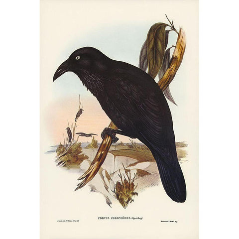 White-eyed Crow-Corvus Coronoides Black Modern Wood Framed Art Print with Double Matting by Gould, John