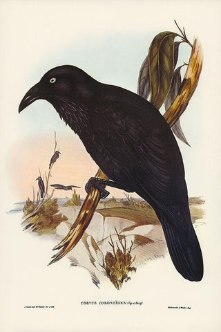 White-eyed Crow-Corvus Coronoides Black Ornate Wood Framed Art Print with Double Matting by Gould, John