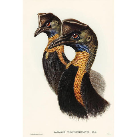 One-carunculated Cassowary-Casuarius uniappendiculatus White Modern Wood Framed Art Print by Gould, John