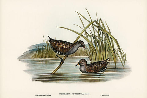 Spotted Water Crake-Porzana fluminea Black Ornate Wood Framed Art Print with Double Matting by Gould, John