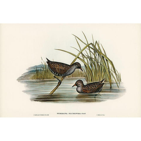 Spotted Water Crake-Porzana fluminea White Modern Wood Framed Art Print by Gould, John