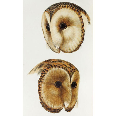 Masked barn owl and Tasmanian masked owl Black Modern Wood Framed Art Print with Double Matting by Gould, John