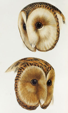 Masked barn owl and Tasmanian masked owl Black Ornate Wood Framed Art Print with Double Matting by Gould, John