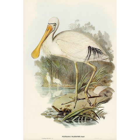 Yellow-legged Spoonbill-Platalea flavipes Gold Ornate Wood Framed Art Print with Double Matting by Gould, John