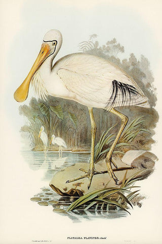 Yellow-legged Spoonbill-Platalea flavipes White Modern Wood Framed Art Print with Double Matting by Gould, John