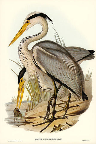 Great Grey Heron-Ardea leucophaea Black Ornate Wood Framed Art Print with Double Matting by Gould, John