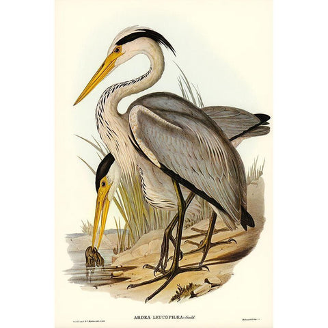 Great Grey Heron-Ardea leucophaea Gold Ornate Wood Framed Art Print with Double Matting by Gould, John