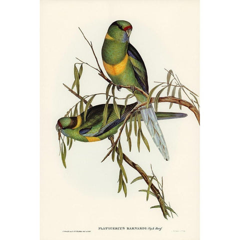 Barnards Parakeet-Platycercus Barnardii Gold Ornate Wood Framed Art Print with Double Matting by Gould, John