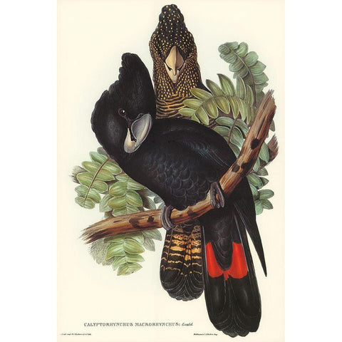 Great-billed Black Cockatoo-Calyptorhynchus macrorhynchus White Modern Wood Framed Art Print by Gould, John