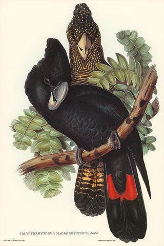 Great-billed Black Cockatoo-Calyptorhynchus macrorhynchus White Modern Wood Framed Art Print with Double Matting by Gould, John