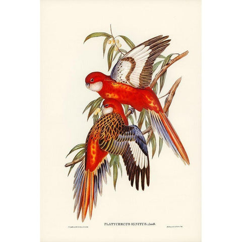 Fiery Parakeet-Platycercus ignitus Gold Ornate Wood Framed Art Print with Double Matting by Gould, John