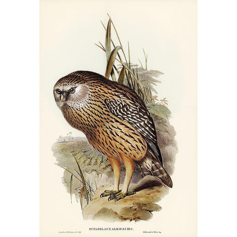 Wekau-Sceloglaux albifacies Gold Ornate Wood Framed Art Print with Double Matting by Gould, John