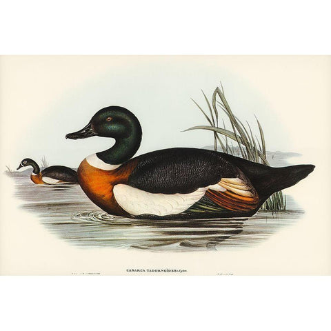 Chesnut-Coloured Shieldrake-Casarca Tadornoides Black Modern Wood Framed Art Print with Double Matting by Gould, John