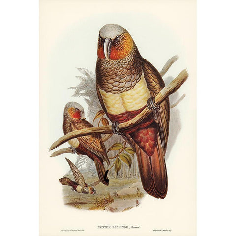 Prince of Esslings Parrot-Nestor Esslingii Gold Ornate Wood Framed Art Print with Double Matting by Gould, John