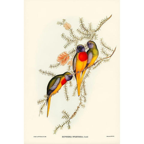 Splendid Grass-Parakeet-Euphema splendida Gold Ornate Wood Framed Art Print with Double Matting by Gould, John