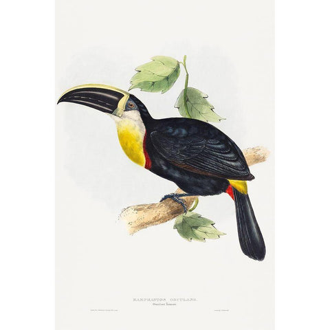 Osculant Toucan-Ramphastos osculans Black Modern Wood Framed Art Print with Double Matting by Gould, John