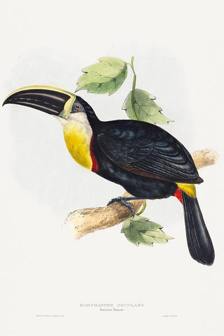 Osculant Toucan-Ramphastos osculans Black Ornate Wood Framed Art Print with Double Matting by Gould, John