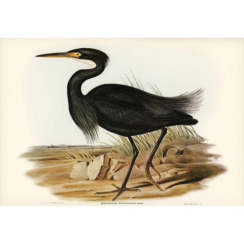 Sombre Egret-Herodias pannosus Gold Ornate Wood Framed Art Print with Double Matting by Gould, John