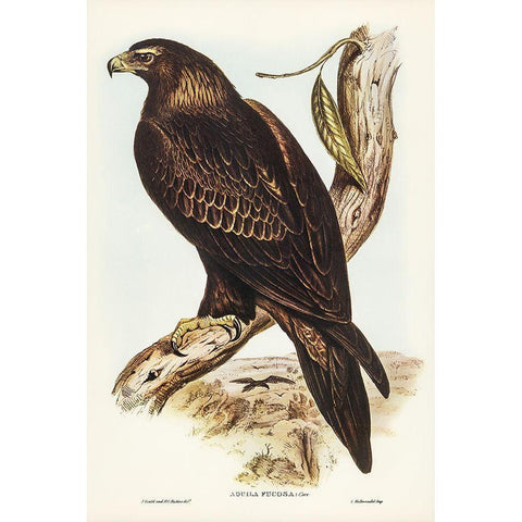 Wedge-tailed Eagle-Aquila focosa Black Modern Wood Framed Art Print with Double Matting by Gould, John