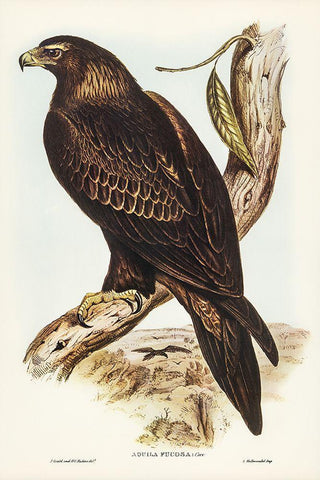 Wedge-tailed Eagle-Aquila focosa Black Ornate Wood Framed Art Print with Double Matting by Gould, John