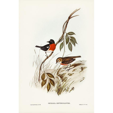 Norfolk Island Robin-Petroica erythrogastra Black Modern Wood Framed Art Print with Double Matting by Gould, John