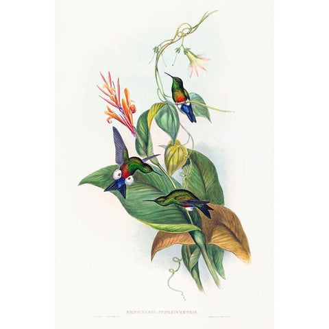 Eriocnemis cupreiventris-Coppery-vented Puff-Leg Black Modern Wood Framed Art Print with Double Matting by Gould, John