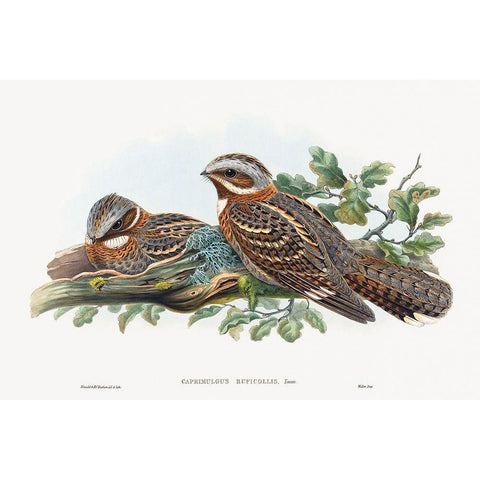 Caprimulgus Ruficollis Gold Ornate Wood Framed Art Print with Double Matting by Gould, John