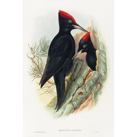 Great Black Woodpecker-Dryocopus martius Gold Ornate Wood Framed Art Print with Double Matting by Gould, John