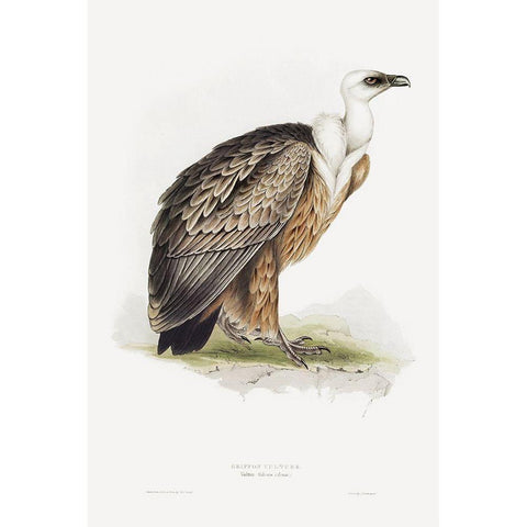 Griffon Vulture Black Modern Wood Framed Art Print with Double Matting by Gould, John