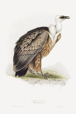 Griffon Vulture White Modern Wood Framed Art Print with Double Matting by Gould, John