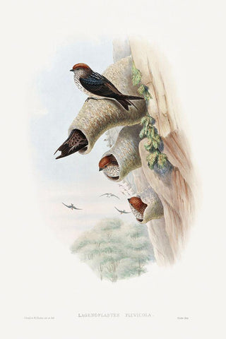 Lagenoplastes Fluvicola-Indian Cliff-Swallow Black Ornate Wood Framed Art Print with Double Matting by Gould, John