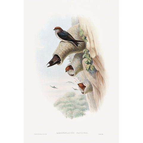 Lagenoplastes Fluvicola-Indian Cliff-Swallow White Modern Wood Framed Art Print by Gould, John