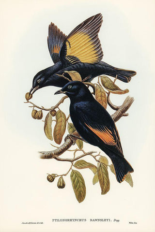 Rawnsleys Bower-bird-Ptilonorhynchus Rawnsleyi Black Ornate Wood Framed Art Print with Double Matting by Gould, John