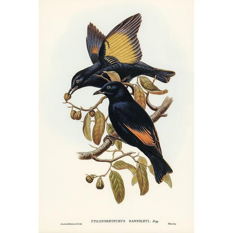 Rawnsleys Bower-bird-Ptilonorhynchus Rawnsleyi Gold Ornate Wood Framed Art Print with Double Matting by Gould, John