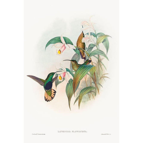 Lafresnaya flavicaudata-Buff-tailed Velvet-breast White Modern Wood Framed Art Print by Gould, John