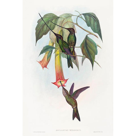 Docimastes ensiferus-Sword-billed Hummingbird White Modern Wood Framed Art Print by Gould, John