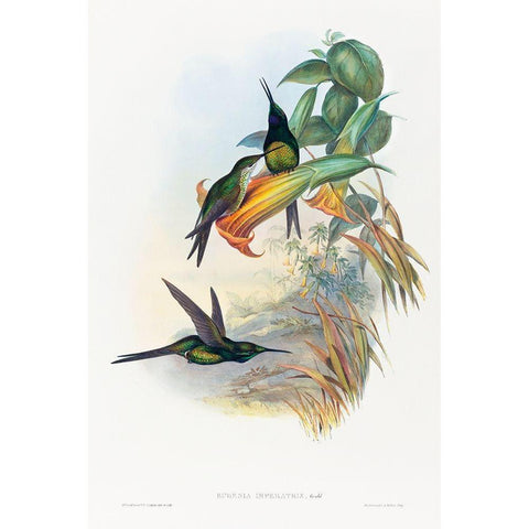 Eugenia imperatrix-Empress Hummingbird White Modern Wood Framed Art Print by Gould, John